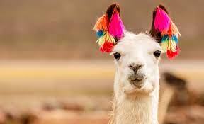llama symbolism and llama spiritual