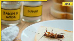 roaches and bugs from your kitchen