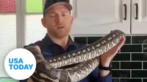 snake catcher removes carpet python