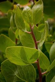 shrub the watershed nursery