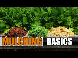 Mulching Your Vegetable Garden The