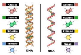 types of rna and how to extract or