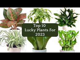 Top 10 Lucky Indoor Plants For 2023