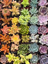 How To Care For Succulents And Not
