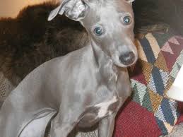 Find italian greyhounds for sale in las vegas on oodle classifieds. Is An Italian Greyhound The Right Dog For You Pethelpful