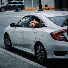 Honda Accord Dog Seat Cover Owleys