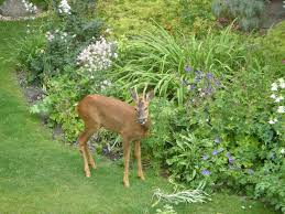 We've segmented the garden into 10 sections to aid with plant identification. Deer Resistant Gardening Learn How To Create A Deer Resistant Garden