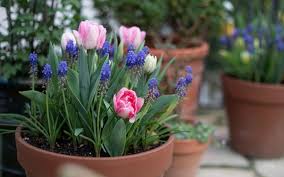 Prepare Your Spring Garden Birkacre