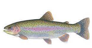 rainbow trout cky department of