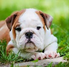 Read more about this dog breed on our english bulldog breed information page. Bulldog Puppy Training Timeline What To Expect And When To Expect It American Kennel Club