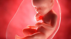 Schwangerschaftskalender Entwicklung Von Der 1 Bis 40 Ssw