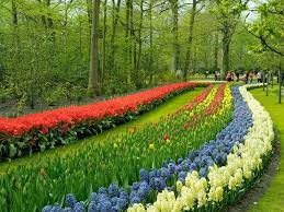 experience tulip season in holland
