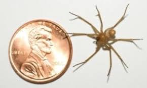 Types Of Spiders In Pa Spectrum Pest Control