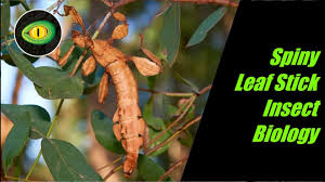 spiny leaf stick insect biology you
