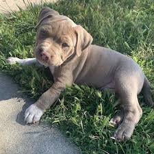 The american kennel club has yet to. Blue Nose Pitbull Puppies For Sale Cheap Online