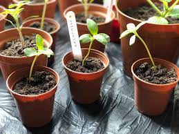 The best time to plant sunflower seeds is spring. Gardening Series How To Grow Sunflowers