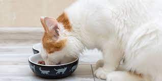 6 delicious homemade cat food recipes