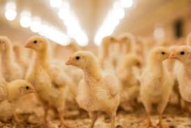 Poultry Alltech