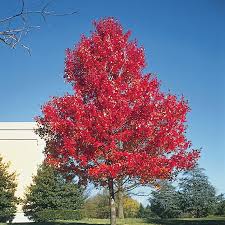 scarlet maple tree gurney s seed