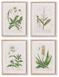 Framed Prints Vintage Botanical Wall