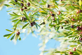 can i grow olive trees in phoenix arizona