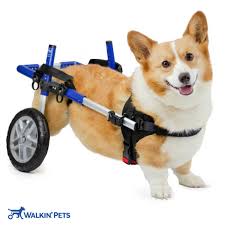 dog wheelchair for corgis walkin