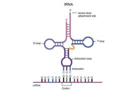 rna definition and types