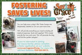 Saving Grace and Her Furry Friends » Our Mission