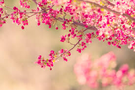 spring beautiful flowers hd picture 04