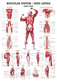 The Muscular System Deep Layers Back Laminated Anatomy