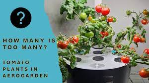 tomato plants is too many in aerogarden