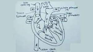 Imagenes de medicos para colorear. Dibujos Del Cuerpo Humano 5 8 Como Dibujar El Corazon Humano Hearth Youtube