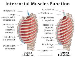 By practicing deep breathing, opening your chest and stretching your back, your rib cage flexibility can. Intercostal Muscles Definition Location Anatomy Functions