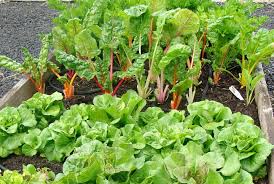 11 Truly Easy Grow Vegetables 4 That