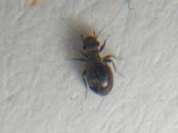 They eat dead plants and clean the environment. Natureplus Tiny Black Beetles Everywhere What Are They