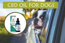 5 Best Cbd Products For Dogs Dec 2019 Dosage Benefits