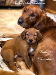 Gold rush kennels with their english creams and whose owner. Dark Red Golden Retriever Puppies For Sale Near Me Petfinder