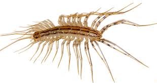 Real Monstrosities House Centipede