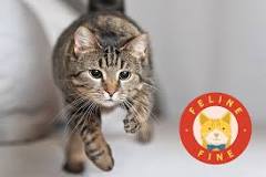 Image result for crazy cat chargng around the house