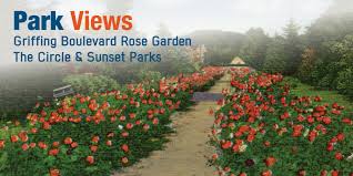 Griffing Boulevard Rose Garden