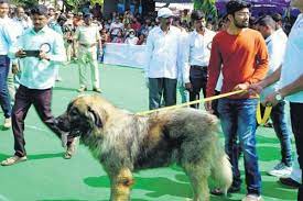 20 crore caucasian shepherd dog