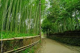 The Green Bamboo Plant Forest And