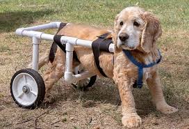diy dog wheelchair plans tutorials