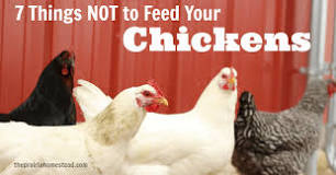 What food kills chickens?
