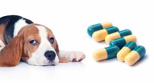 Benefits of euthanizing dog with over the counter drugs. Tramadol For Dogs A Complete Guide To Uses Dosage And Side Effects