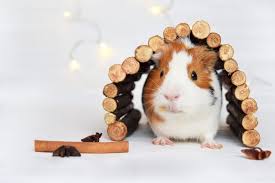 what do guinea pigs like to play with