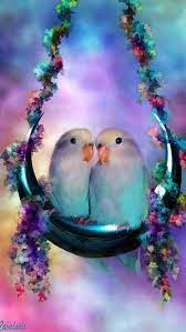 Love Birds Hd Wallpapers Pxfuel