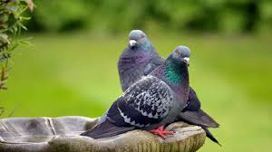 by pigeons will banish bird