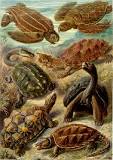 kaplumbağanın-grubu-nedir
