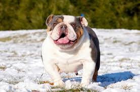 Top notch exotic bullies was founded 2018, we are a hobbyist small time breeding company which gives us extra time to focus and care for our family pets.we specialize in stud service and selling exotic english bulldog puppies. Pin On My Likes